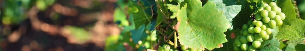 Hojas de vid en un viñedo con cubierta vegetal